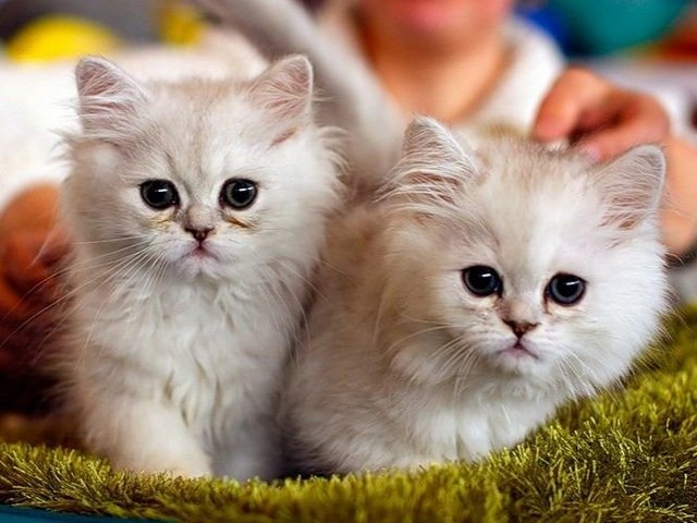 Породы кошек в Оленогорске | ЗооТом портал о животных