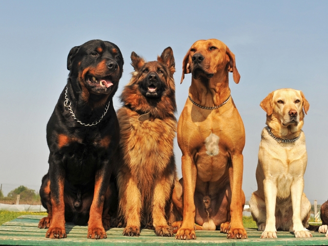 Крупные породы собак в Оленогорске | ЗооТом портал о животных